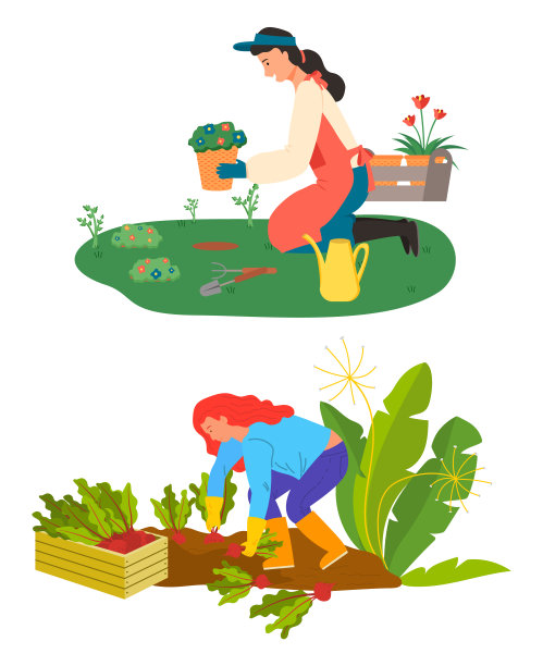 耕作和园艺爱好，花和甜菜根图片下载