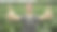 一名白人妇女在年轻的玉米地里用双手竖起大拇指。图片下载