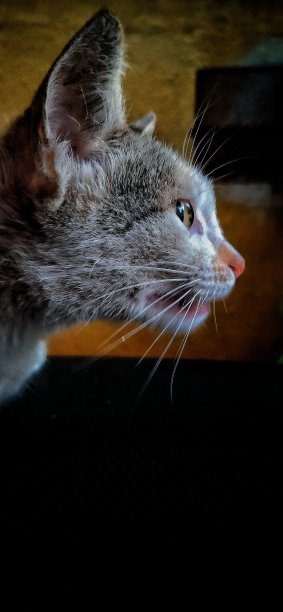 只流浪猫图片下载