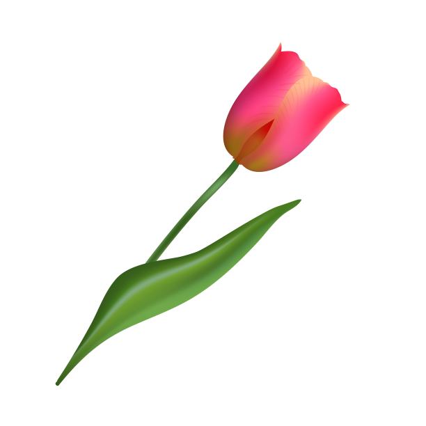 现实的郁金香花。郁金香在矢量eps10图片下载