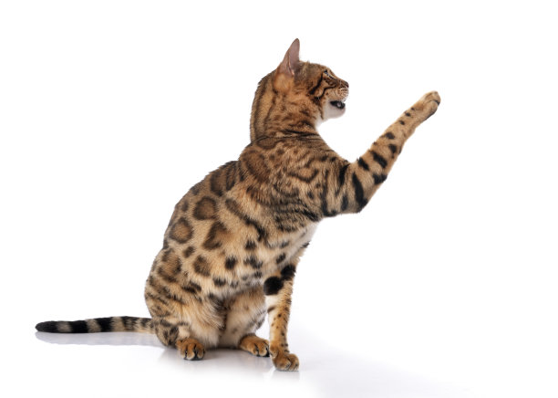 孟加拉猫图片下载