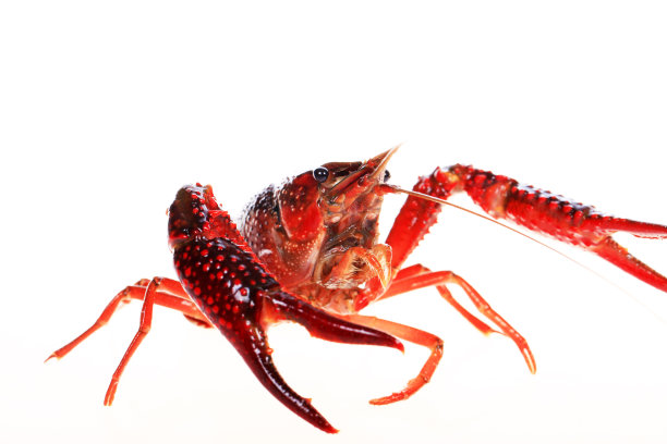 小龙虾，白色背景，特写图片下载