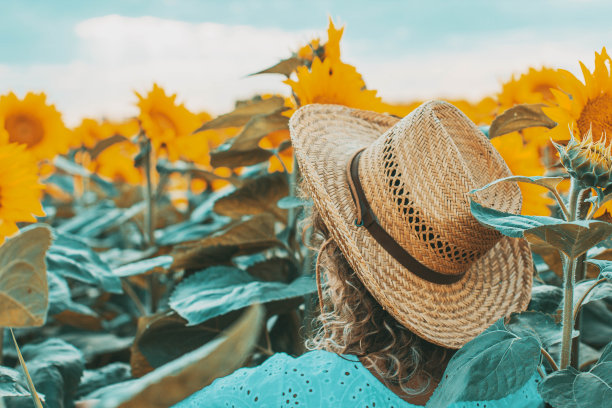 女孩在向日葵田股票照片图片下载