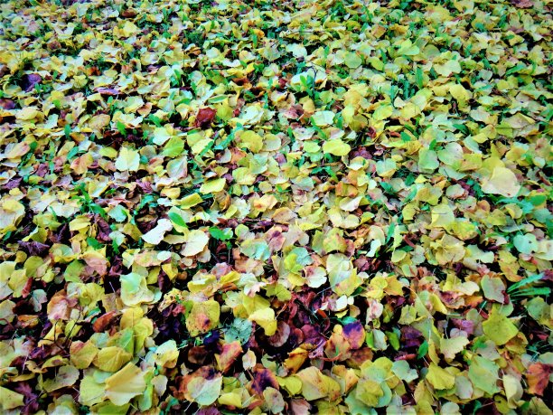 近距离拍摄多彩的秋叶图片下载