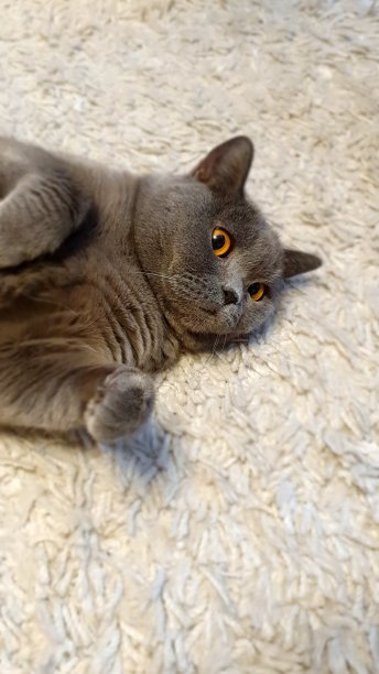 一只灰色的英国猫躺在地毯上，看起来很惊讶。图片下载