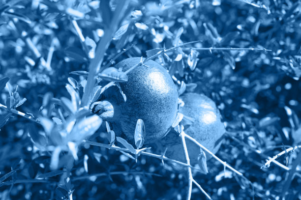 花园里的树枝上长着成熟的红石榴。色调经典的蓝色趋势2020年图片下载