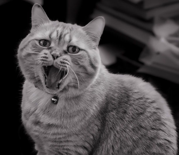 大声的猫的黑白照片图片下载