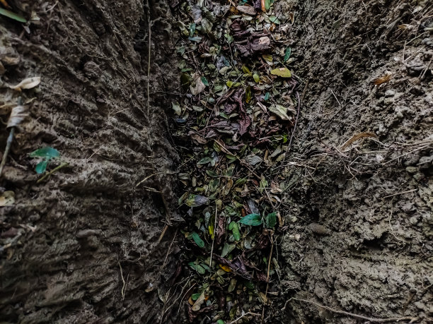 这是一条夏天干涸的旧排水沟。下水道里有很多干树叶。图片下载