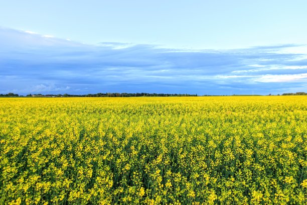 在加拿大艾伯塔省的埃德蒙顿，一片油菜籽田的黄色海洋图片下载