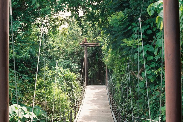 丛林桥图片下载