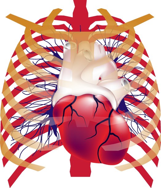 胸部绘有人类心脏。图片下载