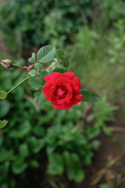 在绿色的花园背景上近距离地观赏红玫瑰。雨后。图片下载