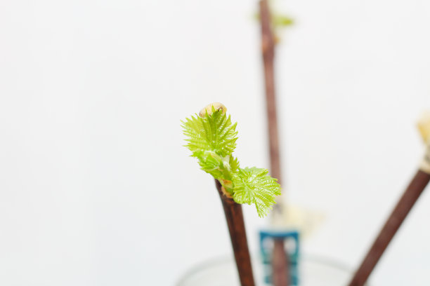 在白色背景上开花的藤蔓幼苗。在苗圃中生长的葡萄嫩叶。图片下载