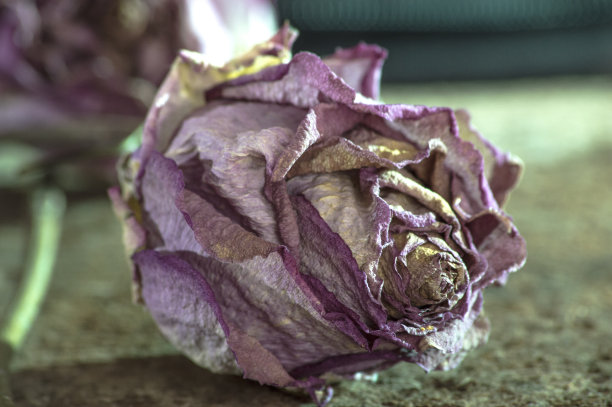 封闭的淡紫色干燥在模糊的背景图片下载
