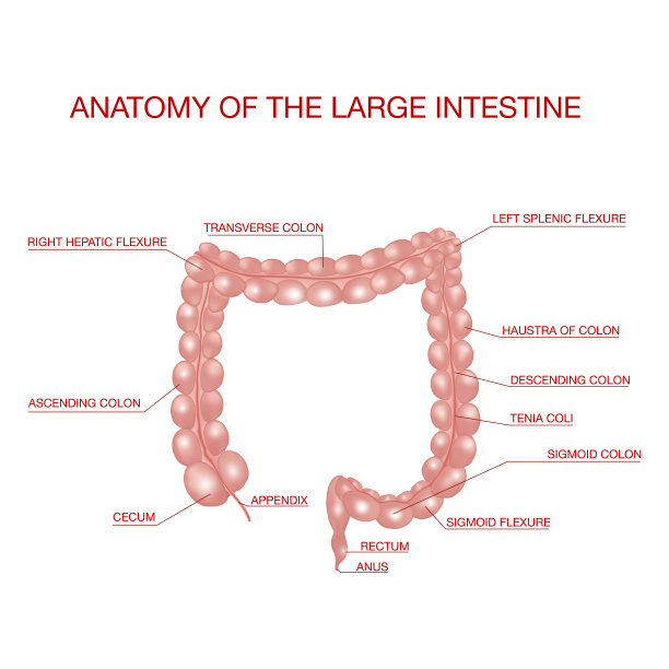 大肠解剖学。医疗插图的概念图片下载