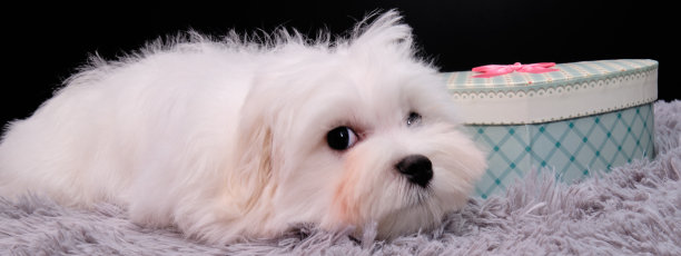 一只白色的马耳他小狗躺在灰色的地毯上，旁边是一个心形的盒子。图片下载