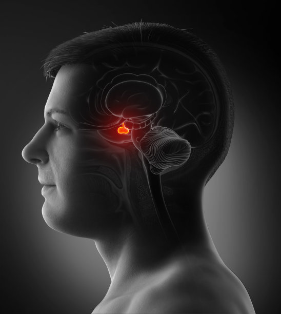 3d渲染医学插图的男性大脑解剖垂体腺-横切面图片下载