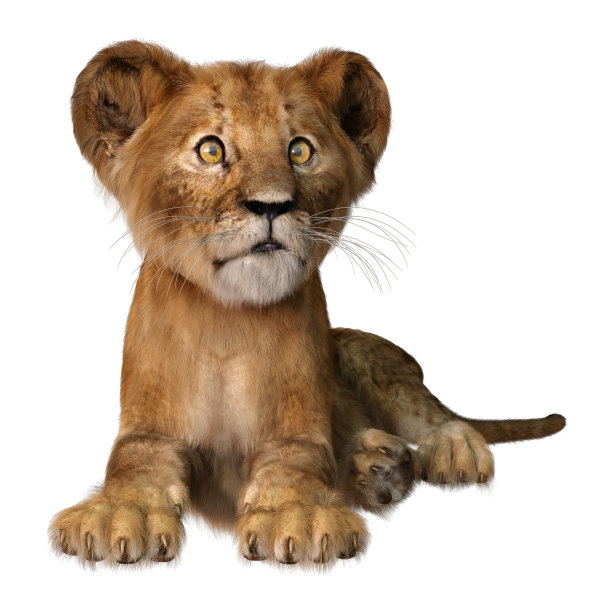 3D插图狮子幼崽在白色图片下载