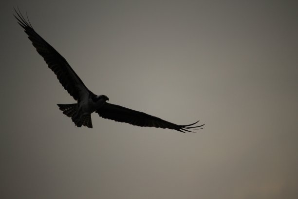 飙升的晚餐图片下载