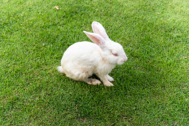 皮毛，可爱的，柔软的，兔子，草，哺乳动物，兔子，自然，毛茸茸的，动物，食草动物，野生的，野生的，野生的，毛茸茸的，复活节，春天，棕色的，绿色的，啮齿动物，可爱的，坐，耳朵，小，耳朵，自然，宠物，野兔，年轻，公园，有趣的，棉尾，动物，农场，环境图片下载