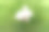 皮毛，可爱的，柔软的，兔子，草，哺乳动物，兔子，自然，毛茸茸的，动物，食草动物，野生的，野生的，野生的，毛茸茸的，复活节，春天，棕色的，绿色的，啮齿动物，可爱的，坐，耳朵，小，耳朵，自然，宠物，野兔，年轻，公园，有趣的，棉尾，动物，农场，环境图片下载