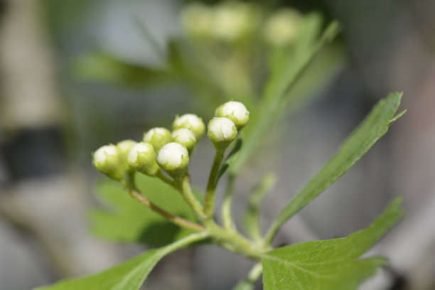 克里特岛山楂图片下载