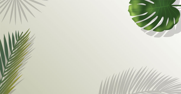 现实的绿色棕榈叶的树枝在白色的背景。图片下载