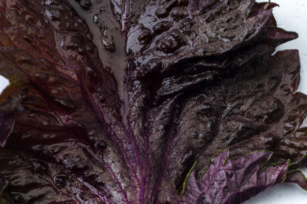 新鲜香草:紫色紫苏带水滴，特写图片下载