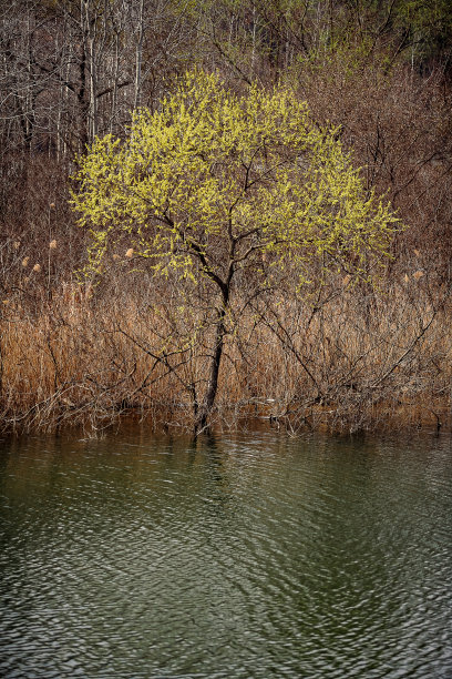 春天的风景图片下载