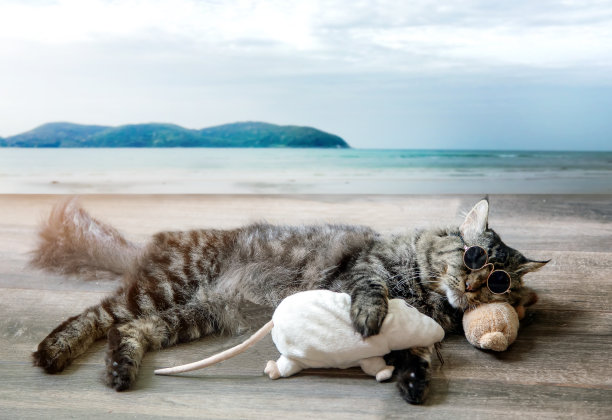 在海洋海滩的木地板上睡觉的有趣的猫图片下载