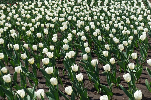 四月有大量的纯白色的郁金香花图片下载