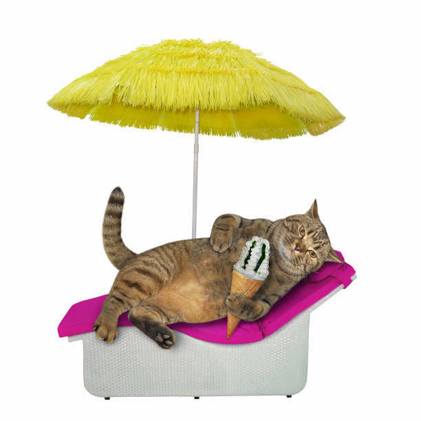 猫在躺椅上吃冰淇淋图片下载