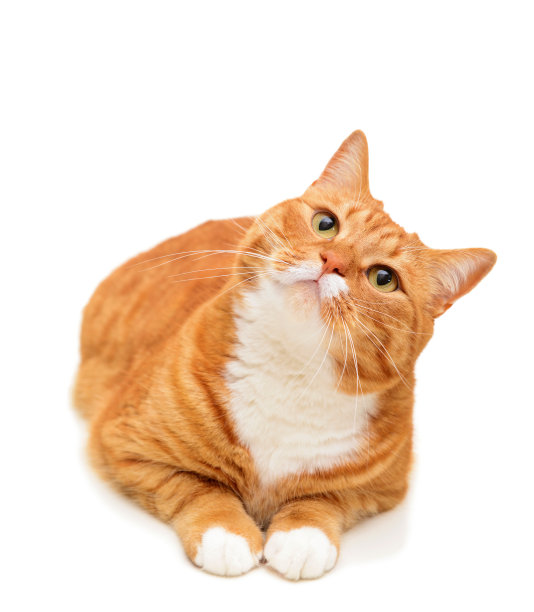 美丽的红色英国短毛猫品种在白色的背景图片下载