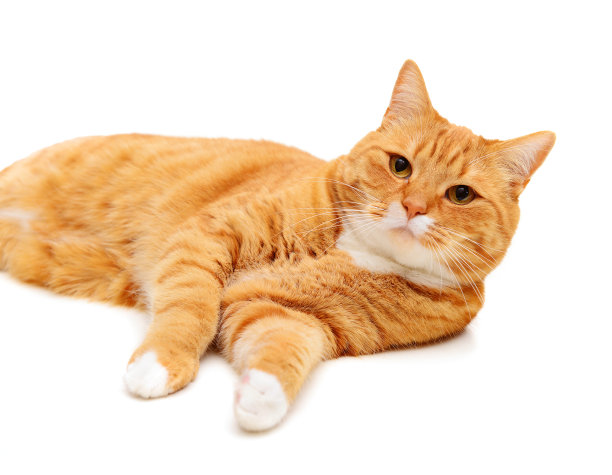 美丽的红色猫品种英国短毛在白色背景图片下载