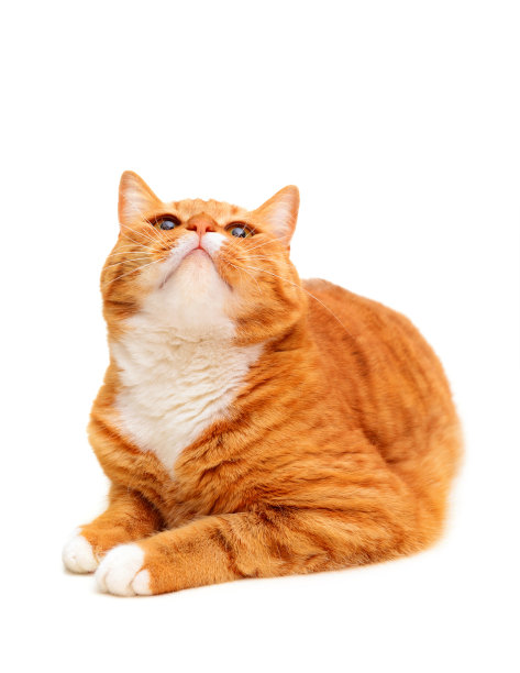 美丽的红色英国短毛猫品种在白色的背景图片下载