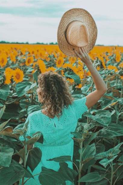 女孩在向日葵田股票照片图片下载