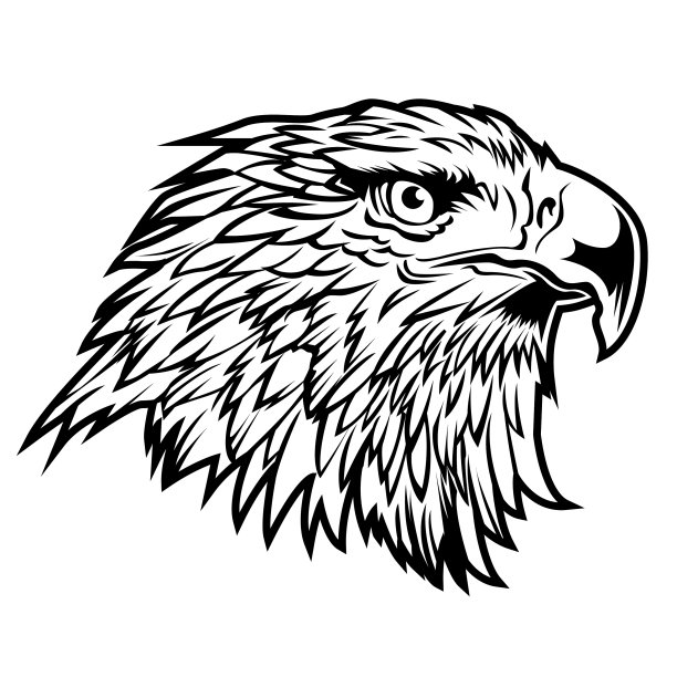 鹰头鹰头美国标志上的白色ba图片下载