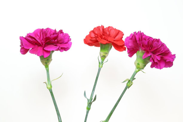 白色背景中的康乃馨图片下载