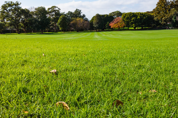 远处绿油油的草坪上长满了树木图片下载
