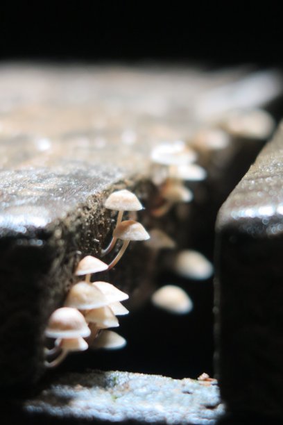 蘑菇在木图片下载