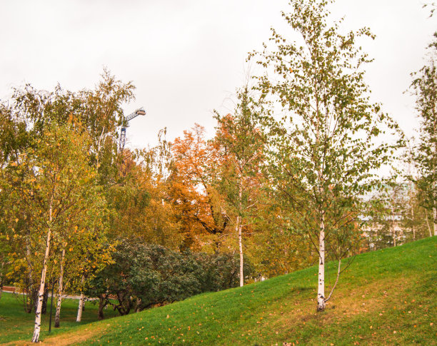 山坡上长满了青草和桦树的秋季公园图片下载