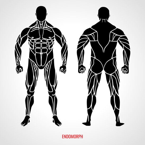 体型胖型体质。前后视图。矢量图图片下载