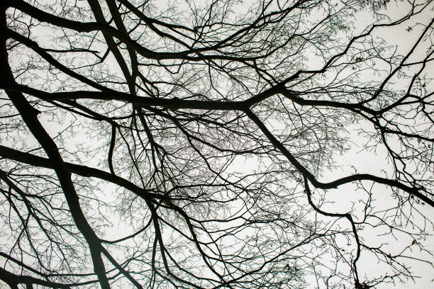 白色背景上无叶树枝的剪影图片下载