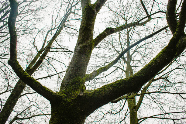 白色背景上无叶树枝的剪影图片下载