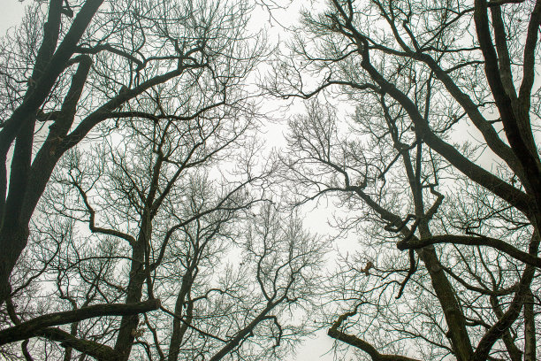 白色背景上无叶树枝的剪影图片下载