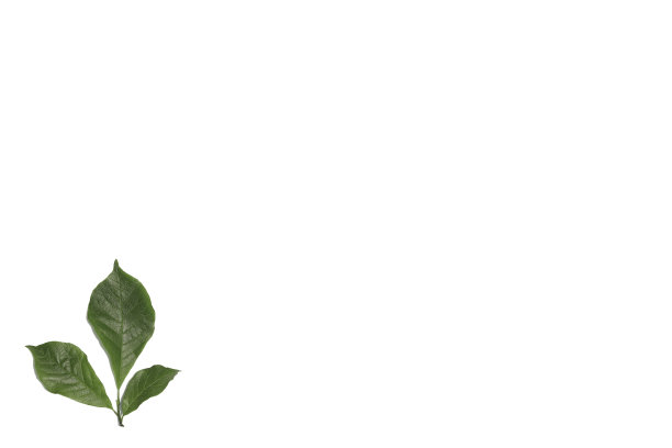 绿叶孤立图片下载