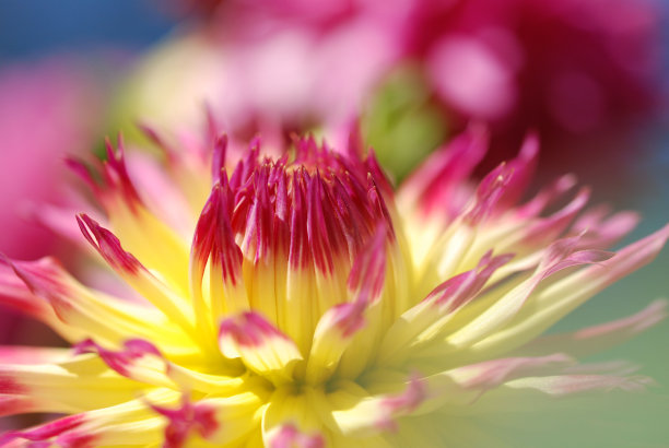 粉红色和黄色的花朵图片下载
