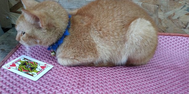 猫和卡图片下载