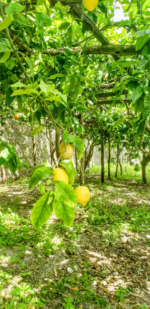 柠檬树图片下载