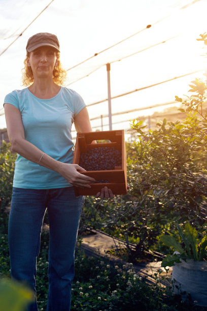 现代妇女工作和采摘蓝莓在有机农场-妇女权力的经营理念。图片下载